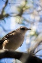 Vertical low angle shot of a Chilean mockingbird standing on a branch in a field during the daytime