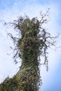 Vertical low angle shot of dancing tree with creeper plants resembling a smiling dinosaur