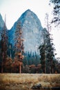 Vertical low angle shot of a dry alley in front of the forest and a rock in the background Royalty Free Stock Photo