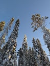 Vertical low-angle shot of fir trees covered with snow under the cleat blue sky in Lapland, Sweden