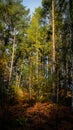 Vertical low angle shot of a forest with tall trees and autumn leaves on the ground Royalty Free Stock Photo