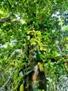 Abundant Green Jackfruits Growing on Mossy Tree Trunk Royalty Free Stock Photo