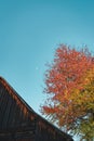 Vertical low angle shot of a red and yellow tree under the clear blue sky Royalty Free Stock Photo