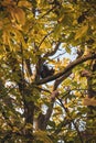 Vertical low angle shot of a squirrel on the branch of a green tree Royalty Free Stock Photo