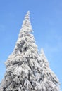 Vertical low angle shot of a tall spruce covered by snow with the sky in the background