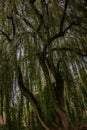 Vertical low angle shot of a tall tree with droopy green branches