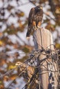 Vertical low angle shot of two gold eagles perched on a wood log with wires on a blurred background Royalty Free Stock Photo