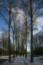 Vertical low angle shot of a walking road in between tall trees in winter under a blue sky Royalty Free Stock Photo