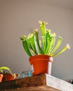 Vertical low-angle view of a Sarracenia oreophila plant in a flowerpot