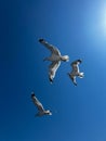 Vertical low-angle view of three seagulls flying in the blue sky Royalty Free Stock Photo