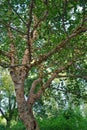 Vertical low angle view of a tree covered in leaves in a field under the sunlight Royalty Free Stock Photo