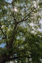 Vertical low angle view of a tree covered in leaves under the sunlight at daytime Royalty Free Stock Photo