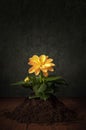 Vertical macro artistic shot of a yellow Dalia growing in a pile of soil - Still life