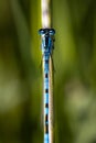 Vertical macro of an azure damselfly, Zygoptera holding onto the stem of a grass