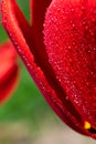 Vertical macro backdrop of sunlit red colored tulip floral. A lot of tiny dew drops on bright sunbeams