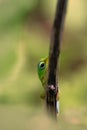 Vertical macro closeup shot of a green anole lizard sitting on a slim branch