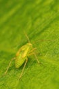 Vertical macro of a common green capsid bug on a leaf Royalty Free Stock Photo