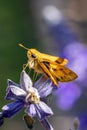 Vertical macro of a Fiery skipper standing on Salvia farinacea, delicate flower petals