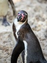 Vertical macro of a Humboldt penguin looking over the shoulder Royalty Free Stock Photo