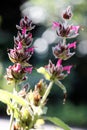 Vertical macro of a Hummingbird sage