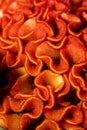 Vertical macro of orange Cockscomb growing in a bouquet Royalty Free Stock Photo