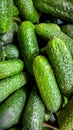Vertical macro image of lots of organic cucumbers without toxins or GMO on conuter at grocery store. Closeup texture or