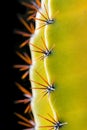 Vertical Photo Of Cactus Thorns