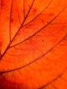 Extreme macro texture of an orange autumn leaf backlit by warm natural sunlight Royalty Free Stock Photo