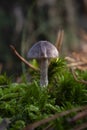 Single grey mature toadstool mushroom with an ovate small cap and long leg