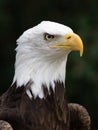 Vertical macro profile portrait of a gorgeous bald eagle before the dark green background Royalty Free Stock Photo