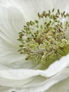 Vertical macro of the sepals of a white poppy