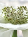 Vertical macro of the sepals of a white poppy