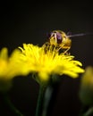 Vertical macro shot of a bee on a yellow flower on a black background Royalty Free Stock Photo