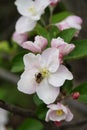 Vertical macro shot of blooming in spring flowers of apple tree Royalty Free Stock Photo