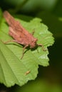 Vertical macro shot of a brown Carolina locust grasshopper on a green leaf Royalty Free Stock Photo