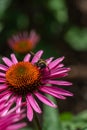 Vertical Macro Shot Of A Bumblebee On A Pink Coneflower