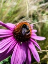 Vertical Macro Shot Of A Bumblebee Pollinating A Pink Coneflower