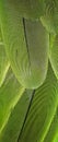 Vertical Macro Shot of the Diagonal Pattern on Parrot Feather Royalty Free Stock Photo