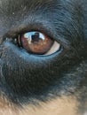 Vertical macro shot of a dog eye reflectin the man taking the photo Royalty Free Stock Photo