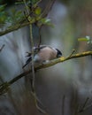 Vertical macro shot of a Eurasian bullfinch perched on a branch with its head tilted