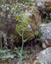 Vertical macro shot of a Ferula tingitana growing outdoors Royalty Free Stock Photo
