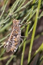 Vertical macro shot of a grasshopper on stems Royalty Free Stock Photo