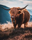 Vertical macro shot of a Highland cattle with big horns and a bell hung from its collar