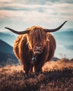 Vertical macro shot of a Highland cattle with big horns and a bell hung from its collar