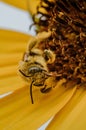 Vertical macro shot of a honey bee collecting pollen and nectar from yellow sunflower Royalty Free Stock Photo