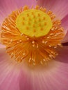 Vertical macro shot of lotus flower core