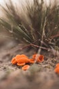 Vertical macro shot of orange peel fungus growing in the wilderness Royalty Free Stock Photo