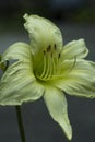 Macro Shot of Pale Yellow Day Lily Royalty Free Stock Photo