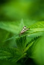 Vertical macro shot of a panorpa communis bug on a green leaf