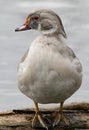 Vertical macro shot of a silver wood duck in Bedford, UK